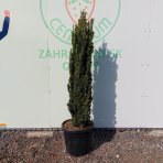 Tis obyčajný (Taxus Baccata) ´FASTIGIATA AUREA´ - výška 120-140 cm, kont. C35L